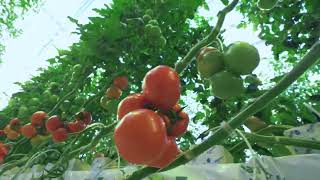 Roma Tomatoes Synchronous Harvesting for Easy Processing [upl. by Annwahsal]