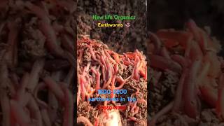 Best worms for composting🪱compost organic trending rajivdixit shorts vermicompost gardening [upl. by Eelrac]