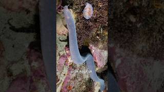 quotHagfish are jawless slimy marine creatures known for producing large amounts of slime hagfish 2 [upl. by Arayt]