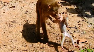 Pregnant Libby rescues baby from male monkey as mother abandons [upl. by Enyalaj150]