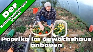 Paprika im Gewächshaus anbauen [upl. by Jordanson668]