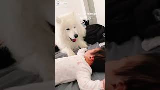 Samoyed Dog Tries To Wake Up Baby  Rufiothecloud [upl. by Oniratac]