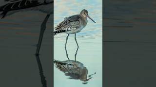 Feeding Blacktailed Godwit A Stunning Sight wildlifefilming photography wildlifecamera [upl. by Rose851]