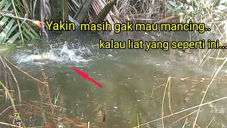 mancing ikan bujuk dan ikan betok  pawangrowo mancing liar [upl. by Christoffer]