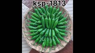 Kalash seeds chilli variety ksp1813 [upl. by Sisely]