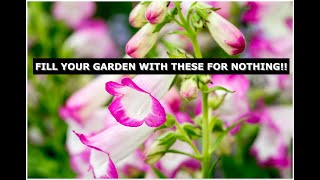 How to take cuttings of Penstemon and fill your garden with colour [upl. by Eibber]