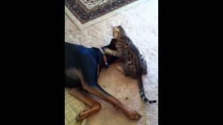 2lb Bengal Vs 85lb Hoytt Doberman v1MOV [upl. by Mairb]