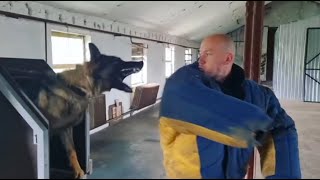 BITEWORK PROTECTION EXTREME DOG TRAINING WITH BANDOG GERMAN SHEPHERD MALINOIS PITBULL ROTTWEILER [upl. by Yssirc]