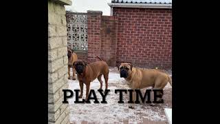 Bullmastiff play fighting [upl. by Anhoj]