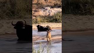 Epic River Showdown Two Lions vs lone Buffalo [upl. by Ibocaj]