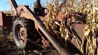 Old fashioned ear corn harvest with 2 MH Corn Picker Mounted on 1950 M Farmall [upl. by Etteiram869]