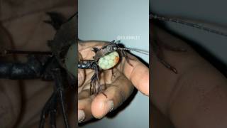 My Vinegaroon and her egg sac vinegaroonspider buginsectsarachnidtarantulaentomologyfyp [upl. by Davidoff]