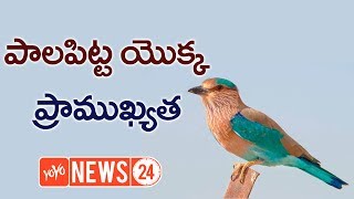 పాలపిట్ట యొక్క ప్రాముఖ్యత  Importance of Pala Pitta  Vijayadashami 2018  YOYO NEWS24 [upl. by Kleper]