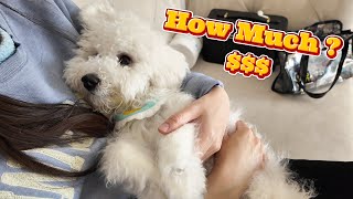 Grooming Costs of a Bichon Frise 😲 Budget Options amp DIY [upl. by Enerual]