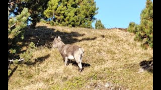 Niederhorn am Nachmittag [upl. by Ttam308]