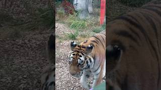 🐯 Tiger  2 Chessington World of Adventures Resort [upl. by Harutak]