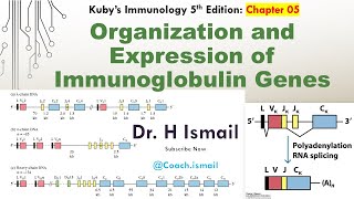 Organization amp Expression of Immunoglobulin Genes  Antibody Diversity  Immunology Tutorial [upl. by Rexford]