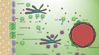 Bone Marrow Microenvironment  Haemopoietic Inductive Micro environment HIM [upl. by Farrah950]