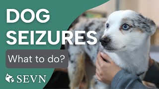 What to Do When Your Dog Has a Seizure [upl. by Nayrb]