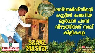 Cobra swallows four lovebirds in cage  Snakemaster  Vava Suresh  EP 374 [upl. by Naghem]