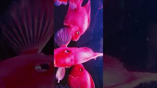 Amazing Fish Video  Parrot cichlid fish  parrotfish cichlid shorts ahmedabad viralvideo [upl. by Llirred197]