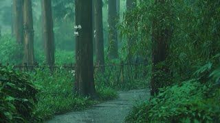 Listen to the rain on the forest path relax reduce anxiety and sleep deeply [upl. by Ellita]