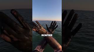 Ce Pêcheur a Fait une Grosse Erreur youfishtvofficial shorts [upl. by Nitreb]