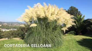 Cortaderia selloana Garden Center online Costa Brava  Girona [upl. by Uoliram]