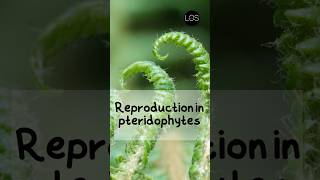 Reproduction in Pteridophytes Class 11 Biology  Plant Kingdom shorts biology [upl. by Ellehsar]