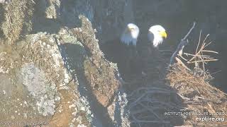 West End Bald Eagles 10312024 1814 [upl. by Nnylatsyrc]