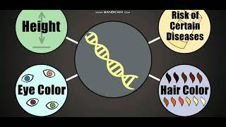 Biology with subtitle through AMOEBA SISTERS  DNA Chromosomes Genes and Traits [upl. by Cash]