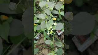 Scientific name  Abutilon indicum In Bengali its called Potari Tipi Phal পটারি টিপি ফল [upl. by Ttihw]