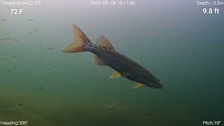 ROV Films Muskie Hunting Baitfish Lake Geneva WI [upl. by Rolando]