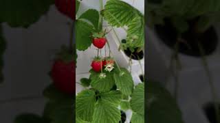 aeroponictower garden towergarden hydroponictower strawberrytower aeroponics plants [upl. by Burrus]