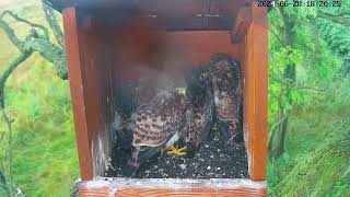 June282024 l Common Kestrel Nest Cam Mother Birds Brings Food To Feed Her Babies In Their Nest [upl. by Ciredec]