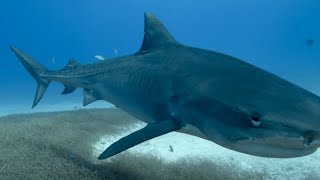 12 Foot Tiger Shark Attacks Spearfisherman [upl. by Ahsilahs33]