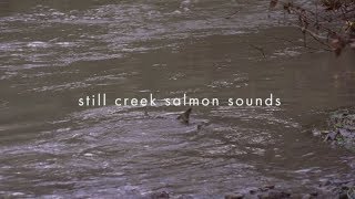 Still Creek Salmon Sounds [upl. by Schaaff]