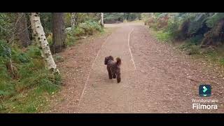 Alderley Edge country park forest Wizard wonder hunt trail excalibur [upl. by Eilyr591]