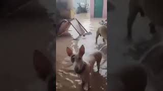 Refugio inundado en Valencia la Dana [upl. by Atteirneh412]