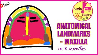 Anatomical landmarks in 3 minutes  MAXILLA  PROSTHODONTICS [upl. by Eelrebma]