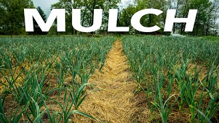 How to Use Every Mulch The Ultimate Growers Guide [upl. by Atsugua337]