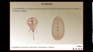 Giardiasis  giardia intestinalis [upl. by Kaliski187]