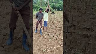 Land rehabilitation crop  Guatemala Planting [upl. by Ahras]