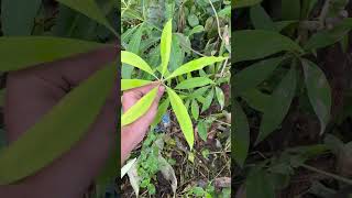 Alstonia devil tree morphology neetug plantsmorophology neetupdate neetstory pwneet vlog pw [upl. by Rosalinda]