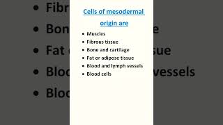 Cells of mesodermal origin biology shorts [upl. by Suirred]