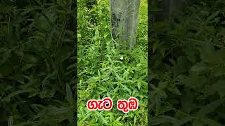 ගැට තුඹ  Gata Thuba  Leucas zeylanica [upl. by Eceirehs]