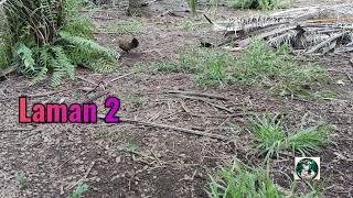 Ayam Hutan Pikat Betina F1 Vol  17 [upl. by Cheria626]