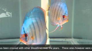 Jack Wattley Turquoise Discus Original Bloodline [upl. by Ilyse562]