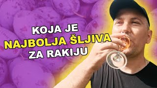 KAKO IZABRATI I KOJA JE IDEALNA ŠLJIVA ZA VAŠU DOMAĆU RAKIJU [upl. by Debi]