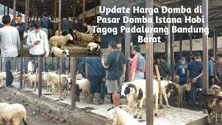 Ini Alasan Harga Domba Anjlok di Pasar Domba Istana Hobi Tagog Padalarang Bandung Barat 382024 [upl. by Deana]